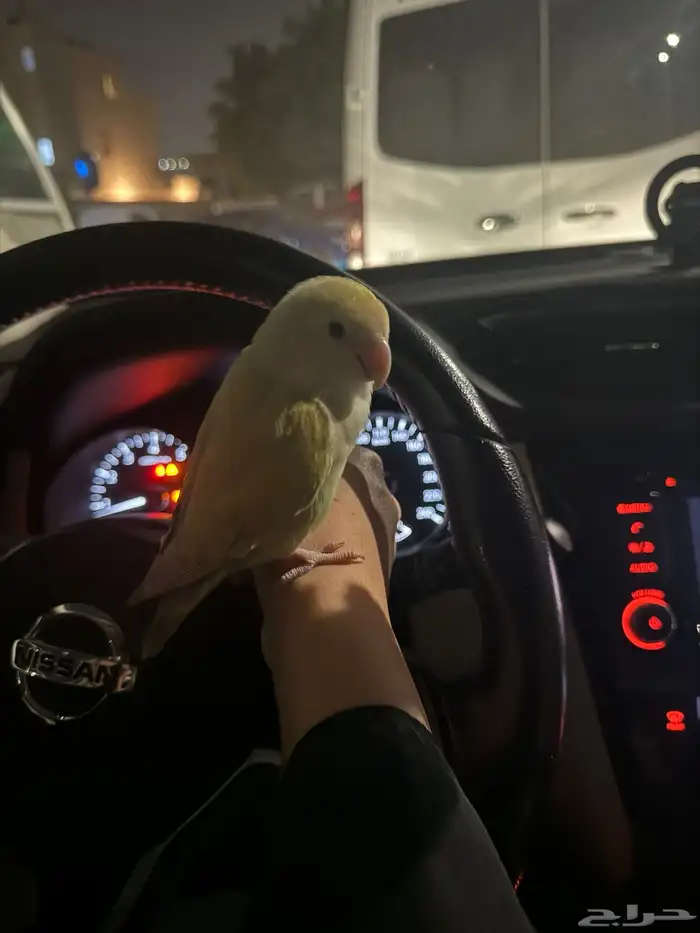 طير روز مفقود أليف جدا 1
