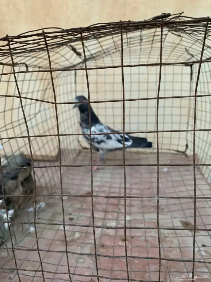 للبيع حمام باكستاني 8