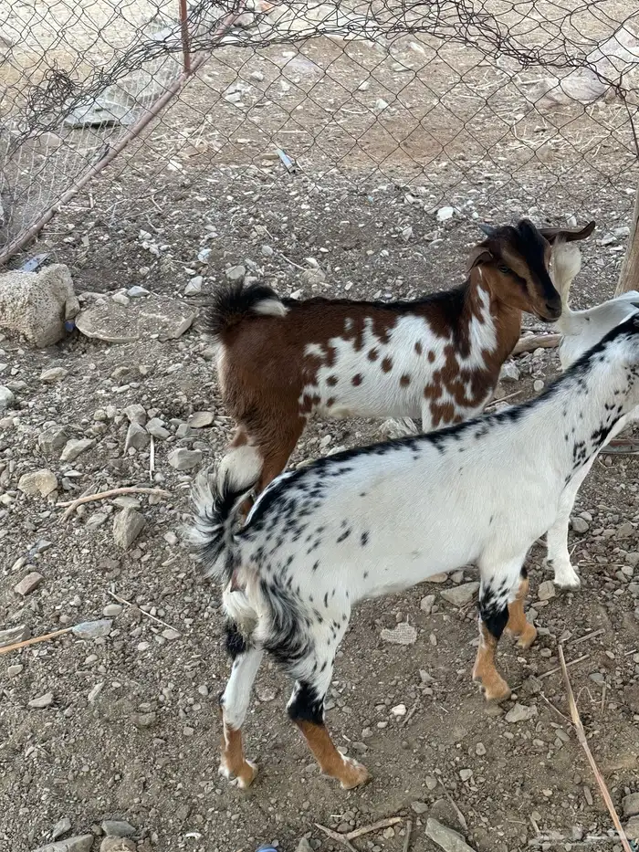 ذبايح للبيع 5