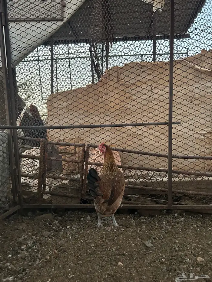 دجاج للبيع بلدي وديوك براهما 2