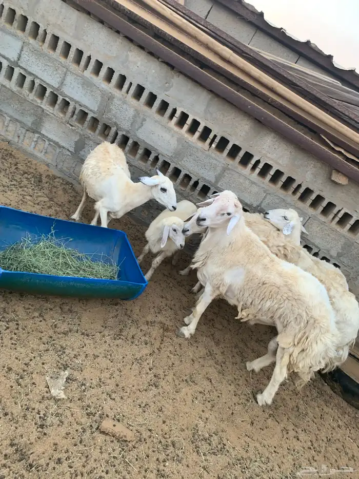 غنم حري 2
