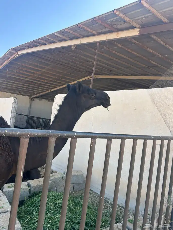 قعود مجهم 2