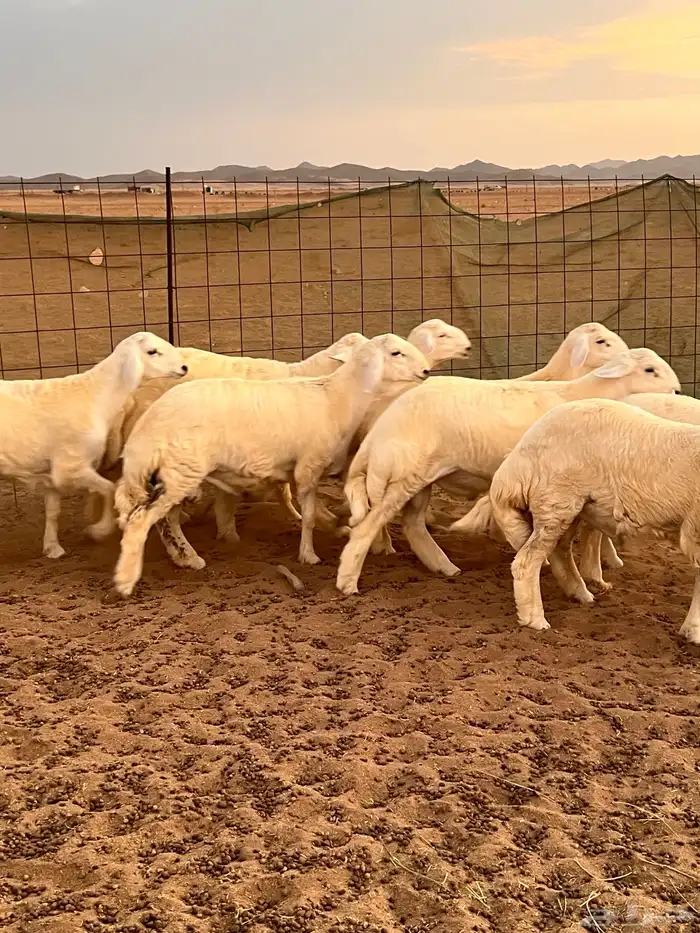 9 طليان للبيع تم البيع 4
