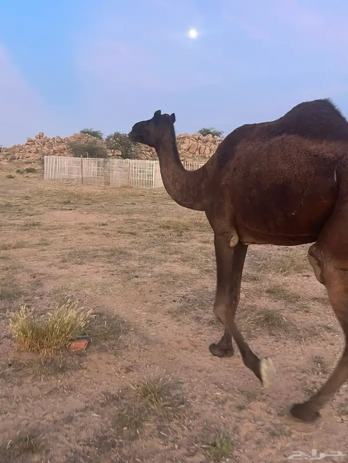ناقتين مجاهيم ضرايب مناويب 3