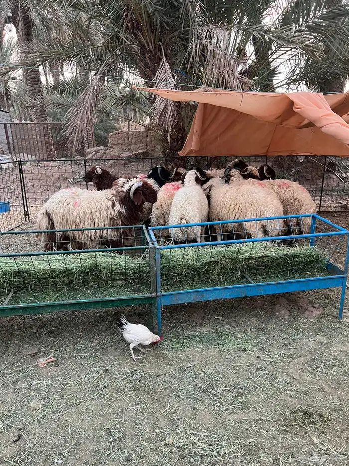 ذبايح جذعان نعيم طيبه 1