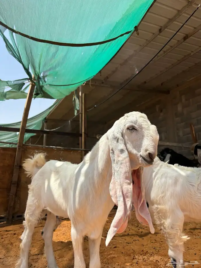 فحل مطور صنف خصم حار و مشروط و معها إنتاجه مشاريع صنف 9