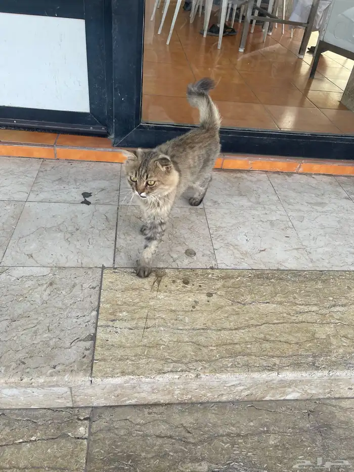 قط ضائع 1