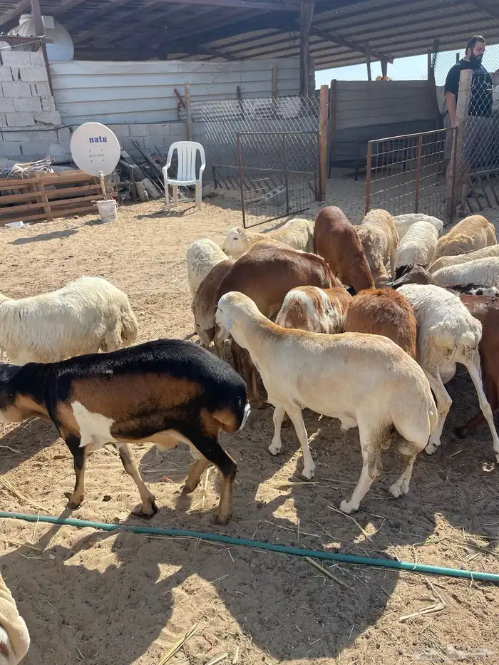 رفيدي ذبايح سمان فل 3