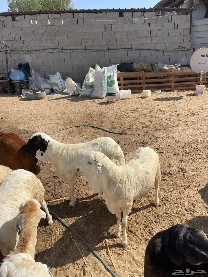 رفيدي ذبايح سمان فل 6