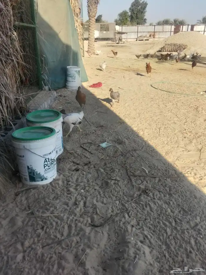 دجاج 2