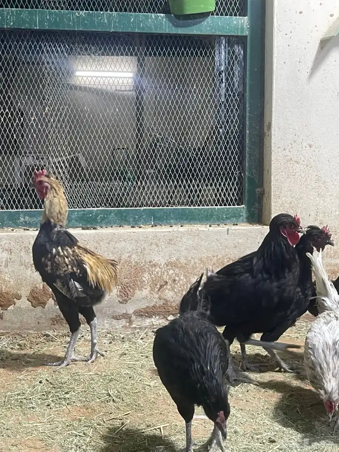 ديوك بلدي 1