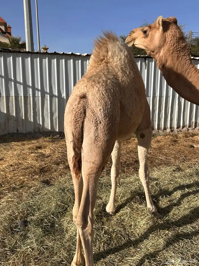 قعود 5