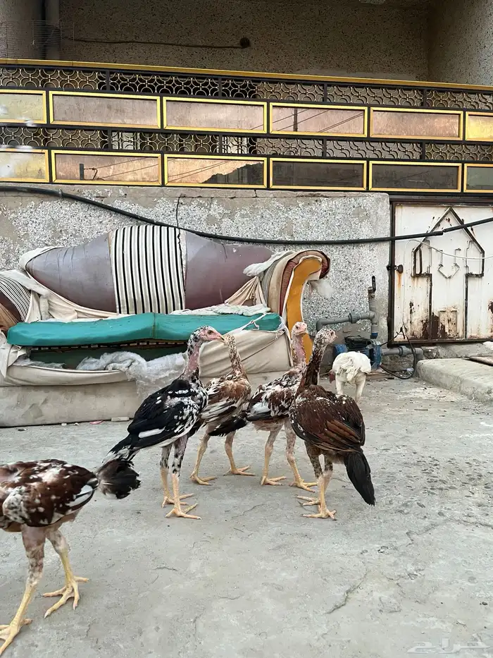 فروخ باكستاني سندي 2