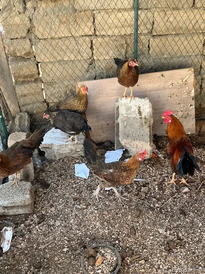 دجاج عربي اصيل كفوو 2