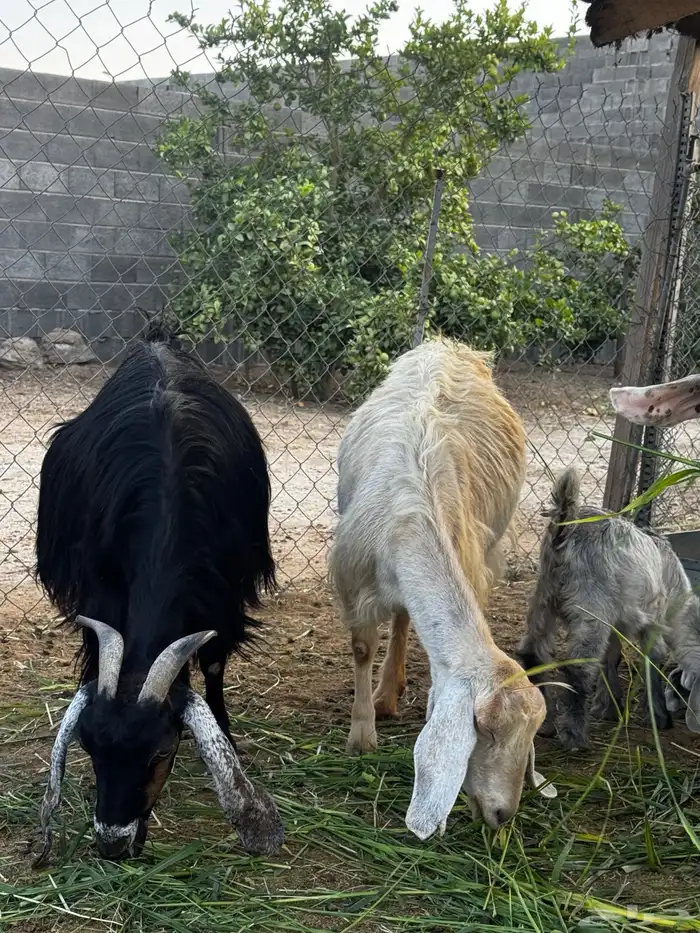 معزا عوارض ولد مناتيج 4