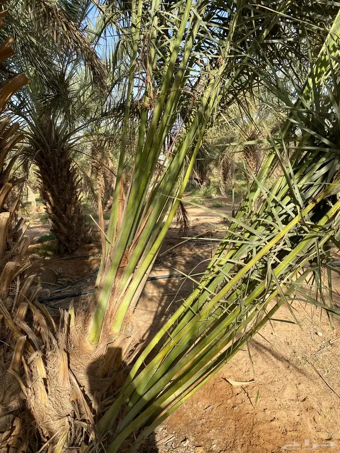يوجد لدينا نخل اخلاص مثمر البيع سعر مناسب الدودمي البجديه ع 3