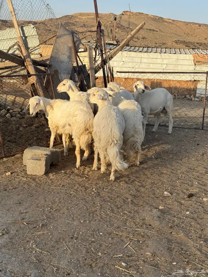 خرفان فواخر 4
