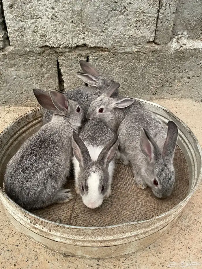 أرانب 3