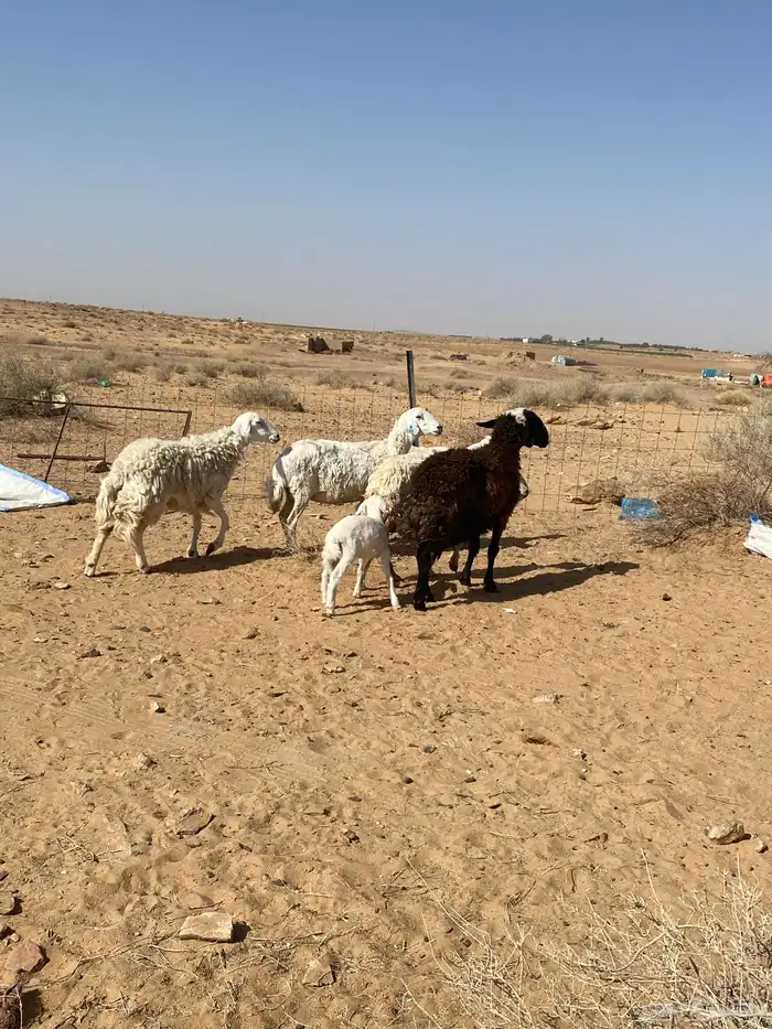 شياه دفيع على السونار وحده منهن والد 7