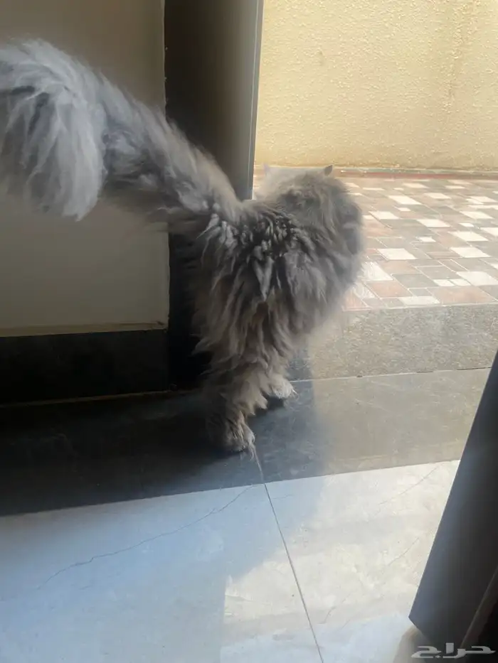قطه انثى 3