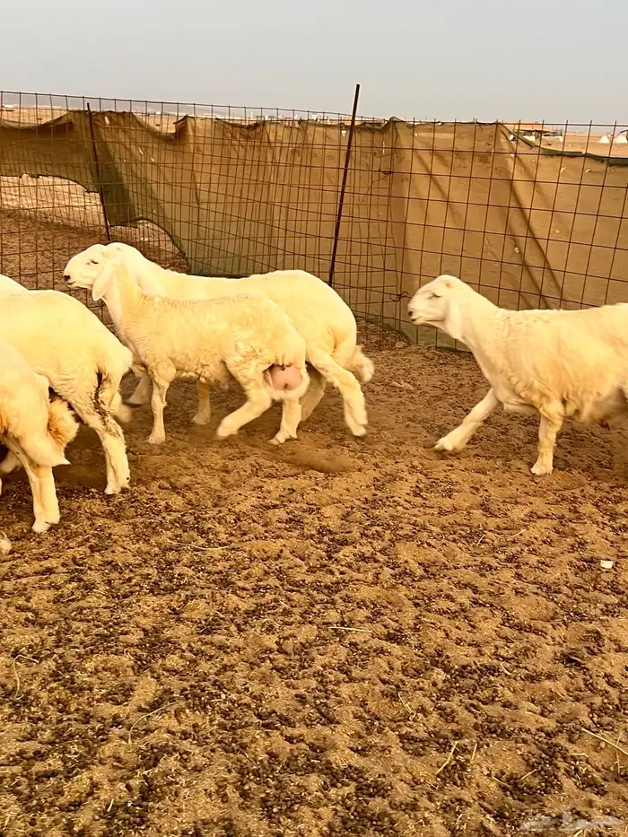 9 طليان للبيع تم البيع 1