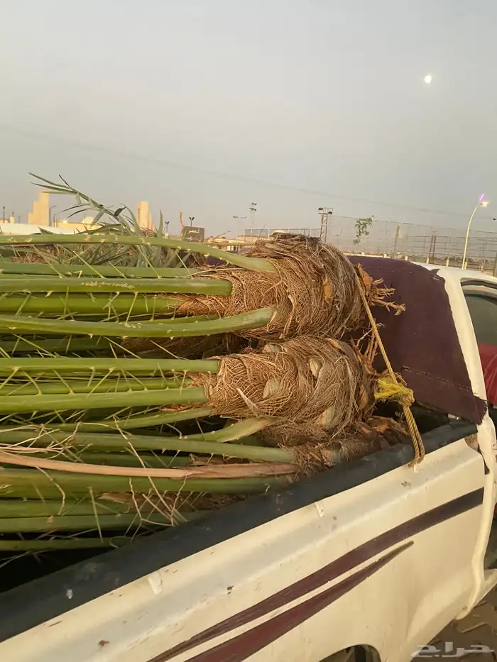 يوجد لدينا نخل اخلاص مثمر البيع سعر مناسب الدودمي البجديه ع 0