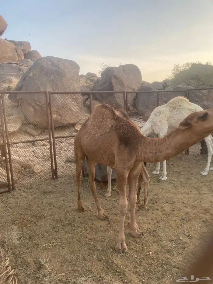 قعود للبيع 2