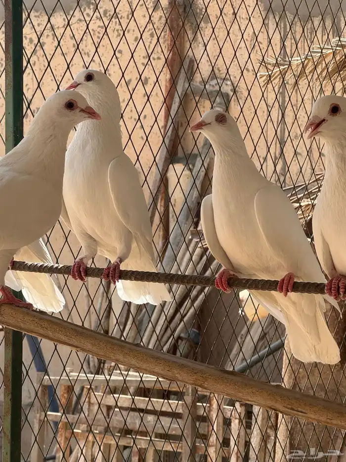 حمام فرنسي 30 جوز توب 2