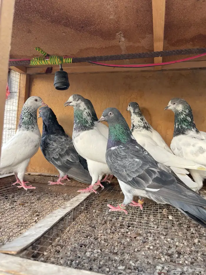 حمام باكستاني 6