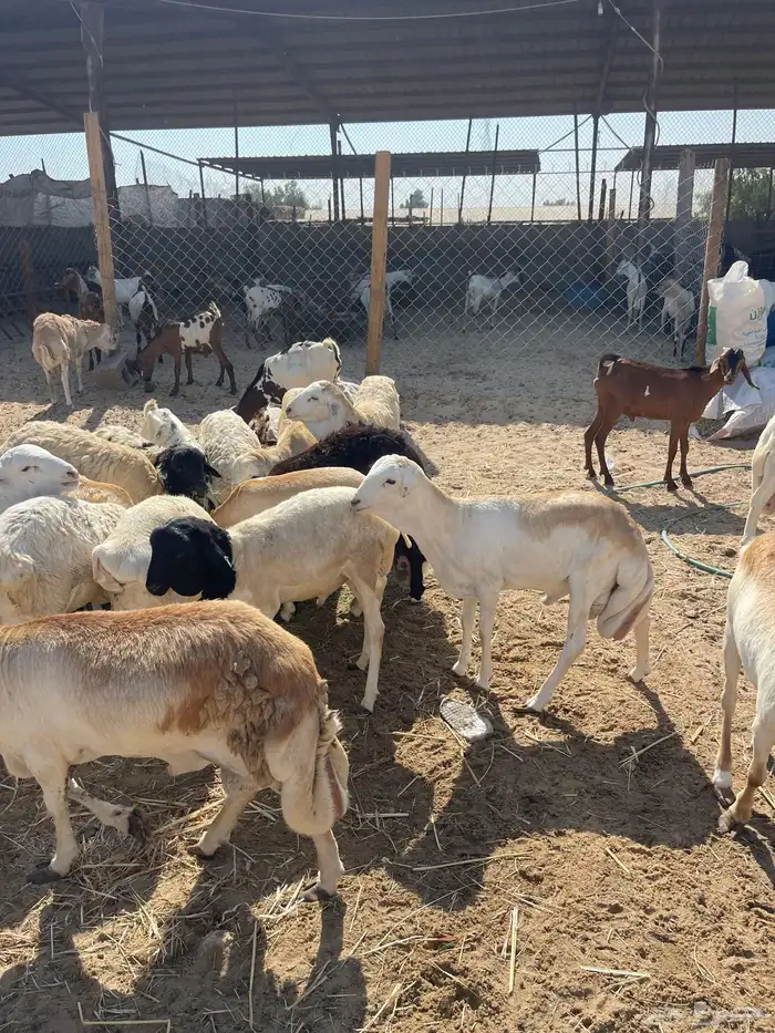 رفيدي ذبايح سمان فل 1