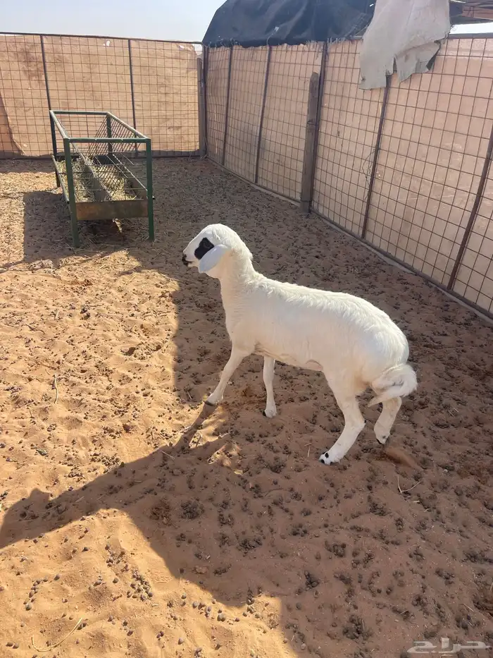 هجين حري بربري 0
