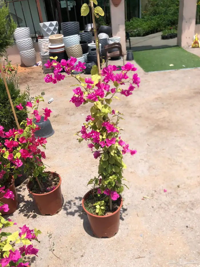 تنسيق الحدائق المنزلية 34