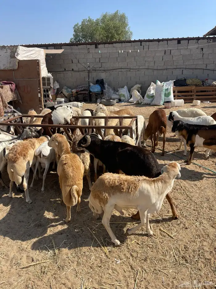 رفيدي ذبايح سمان فل 4