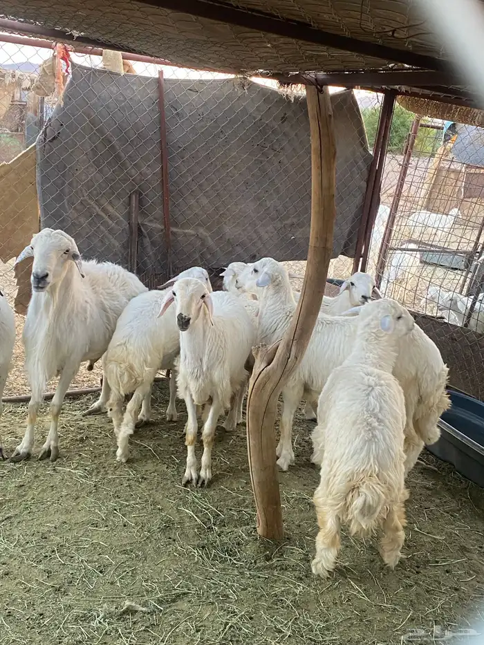 طليان حبصي العمر 6 شهور وفيها 7 شهور 13