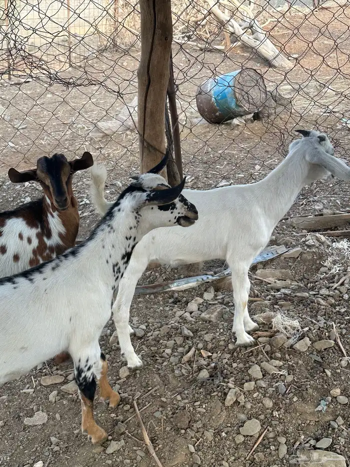 ذبايح للبيع 4