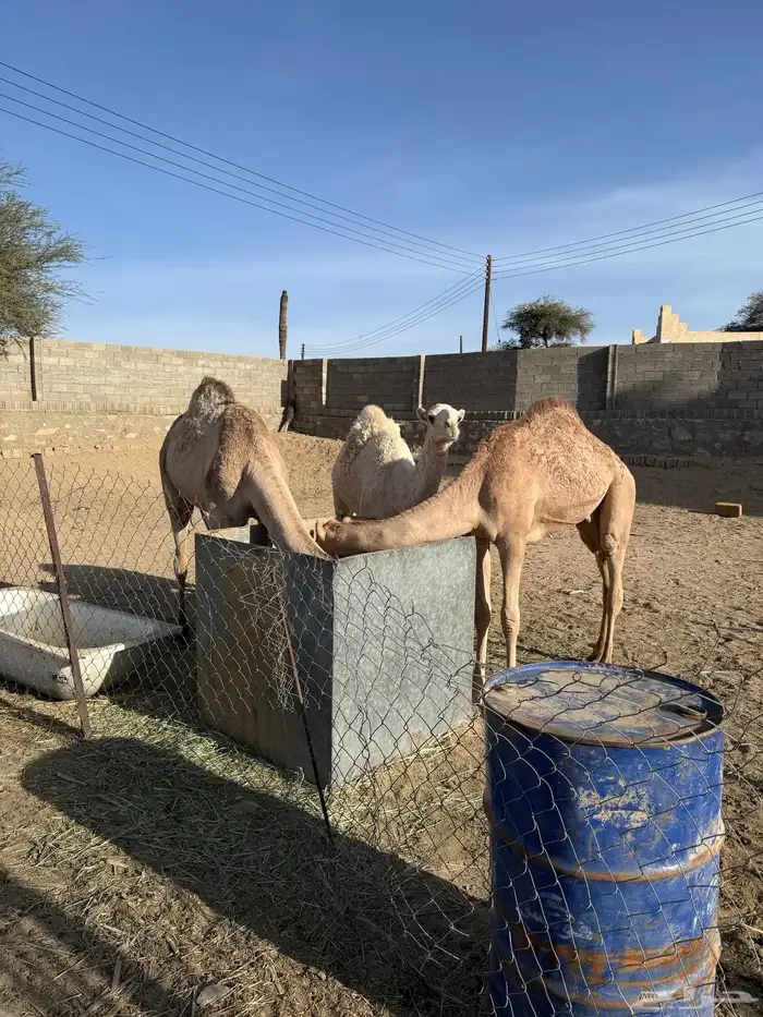 حشوان للبيع 0