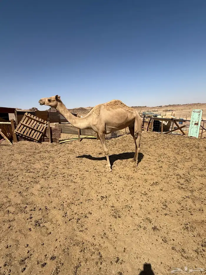 للبيع مهجنه مسحوبه بنتها 2