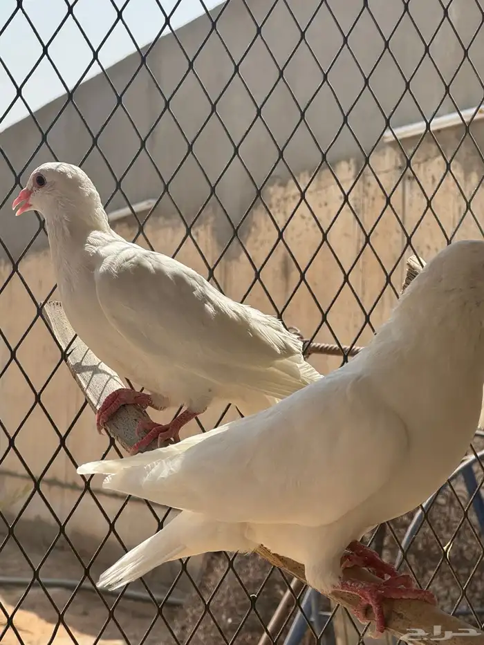 حمام فرنسي 30 جوز توب 3