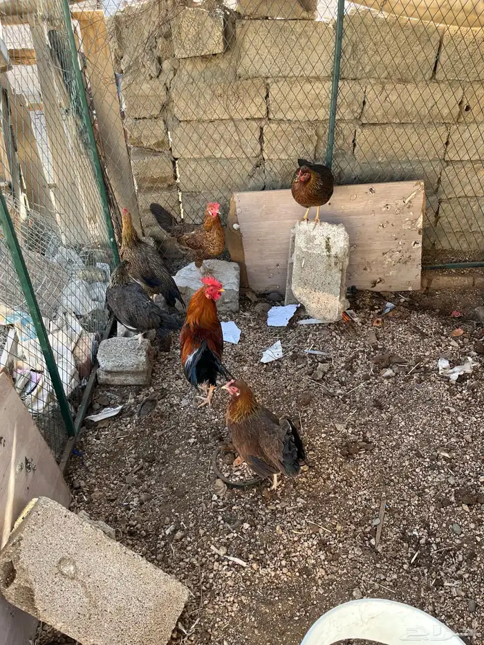 دجاج عربي اصيل كفوو 4