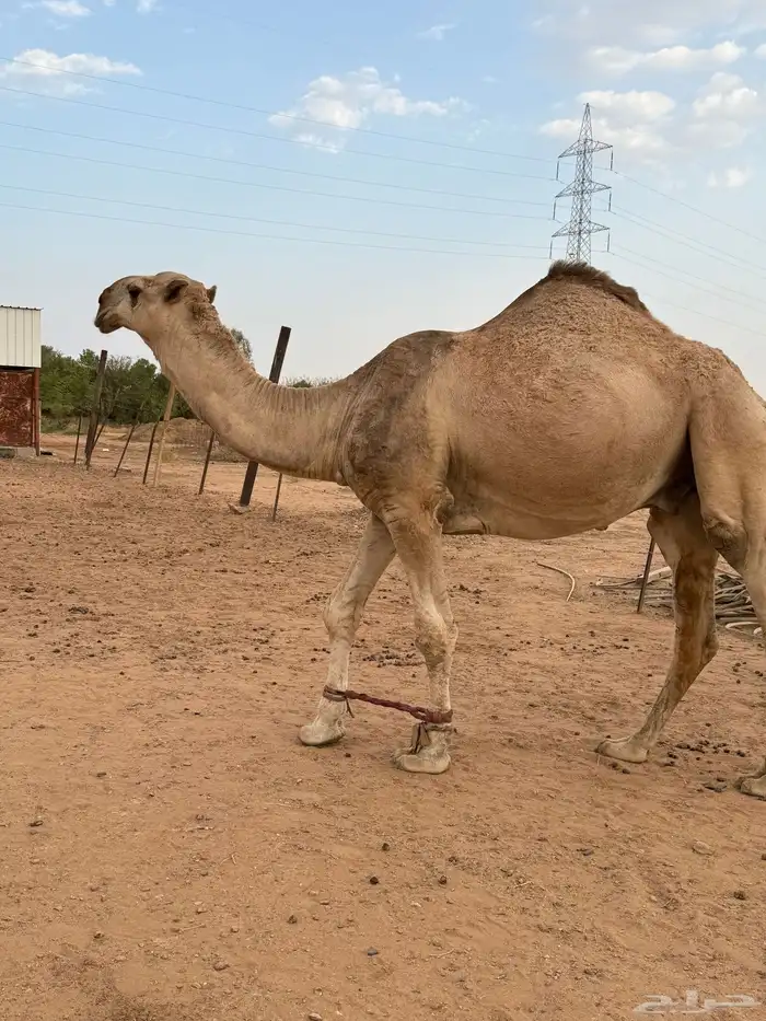 قعود أشقح تمامي (الشتاء هذا يضرب ) 2