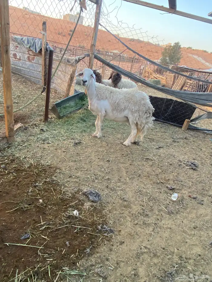 حرشاء حايل شحم 2