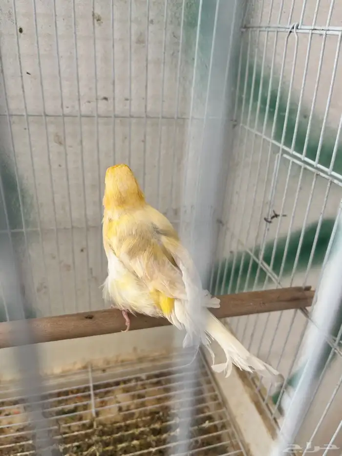 جوز كناري تحته ثلاث بيضات 0