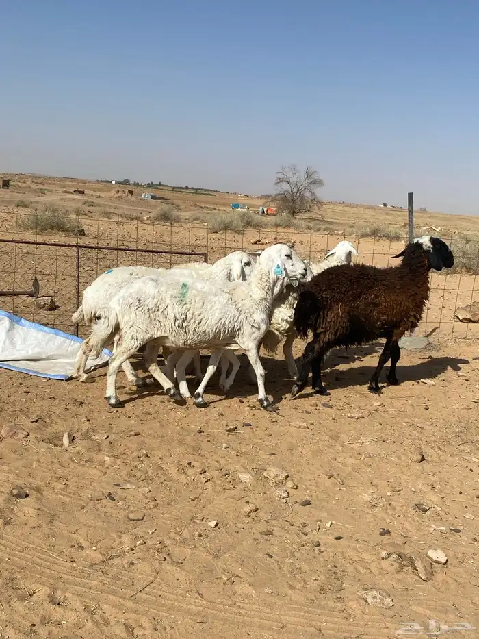 شياه دفيع على السونار وحده منهن والد 3