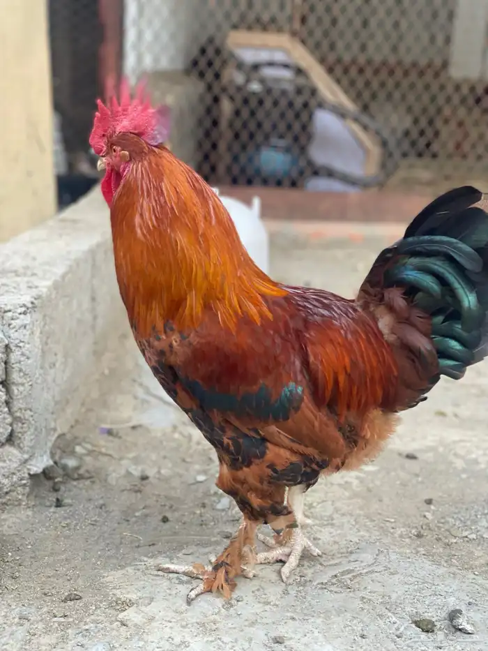 ديوك فرنسيه 0
