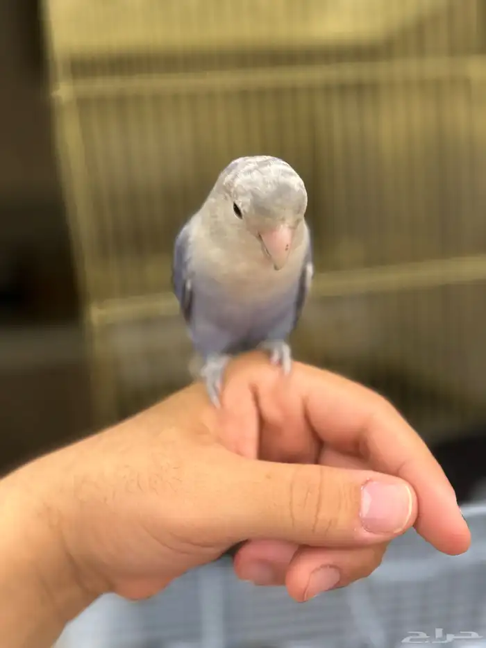 طيور روز اليفه 8