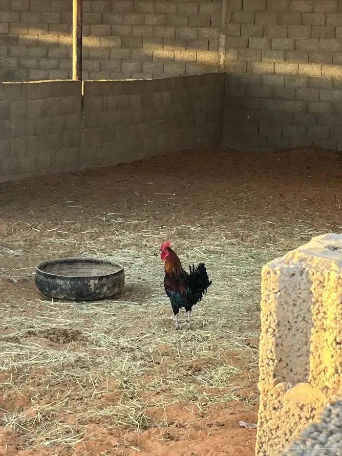 للبيع ديكه 6