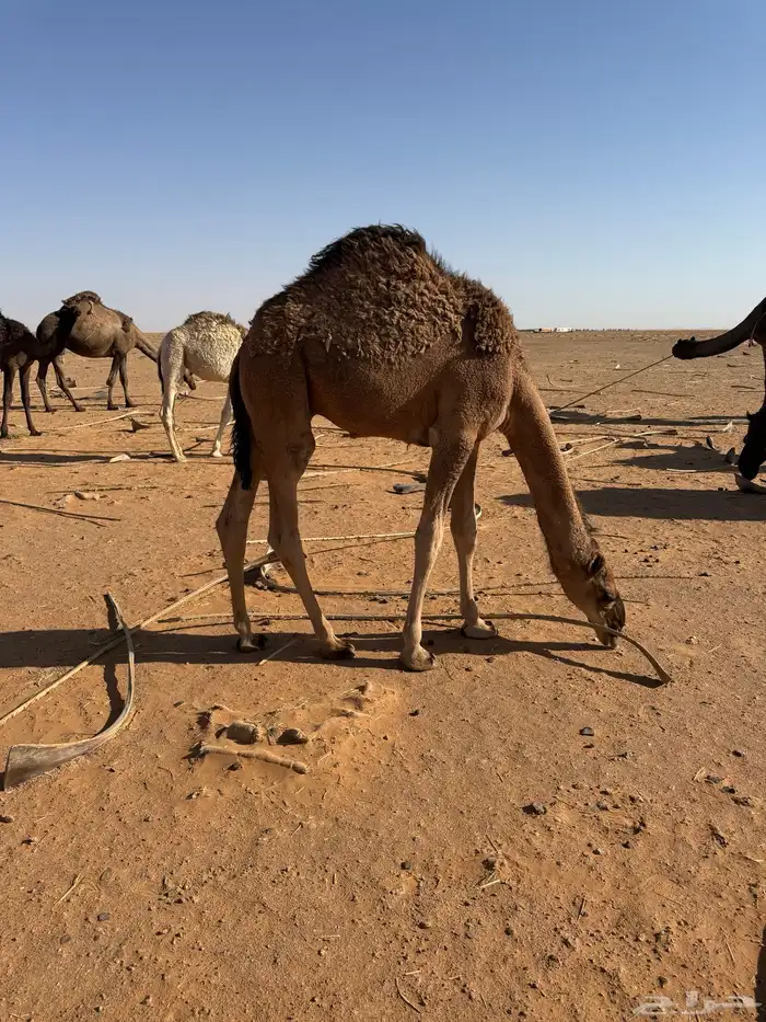 قعدان قصب 3