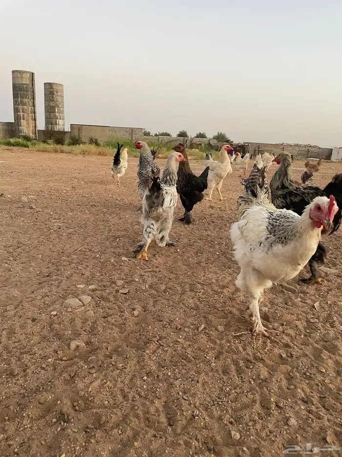 دجاج براهما وعربي 4