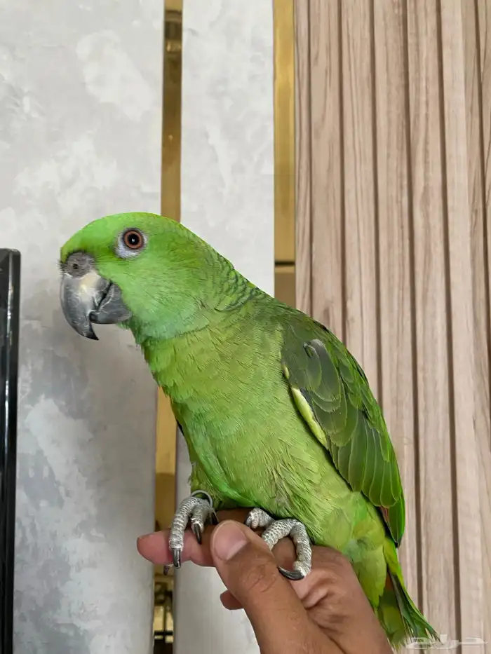 ببغاء يلوناب حجل 24 طفرره 3