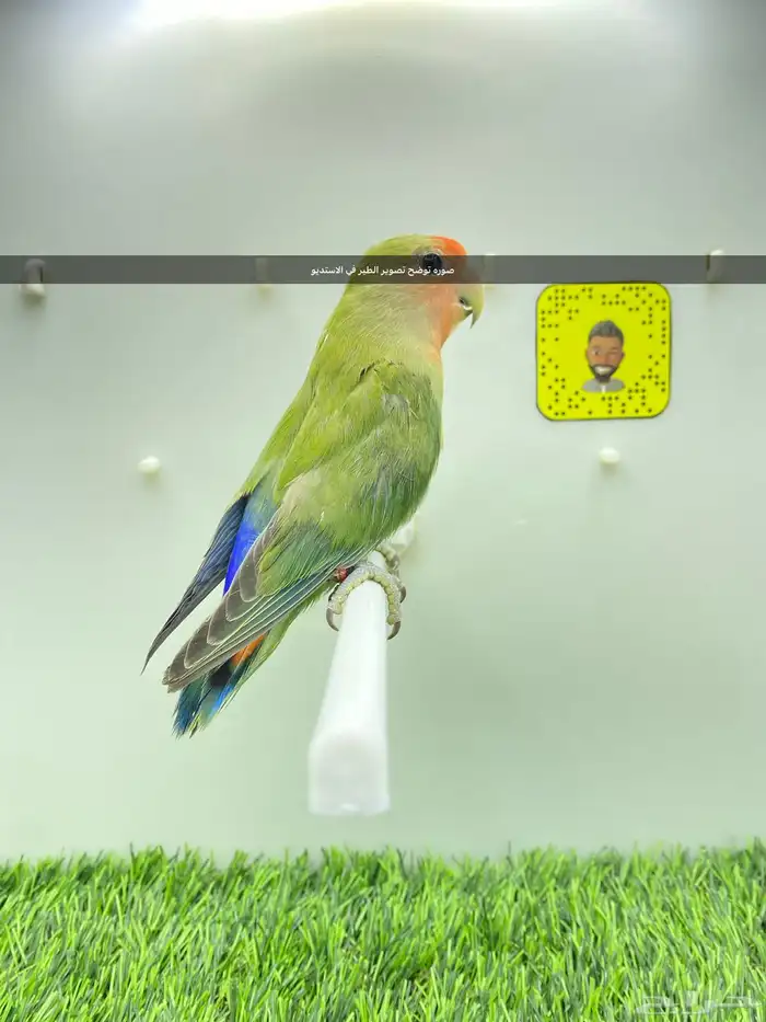 قفص ببقاء و استديو تصوير 7